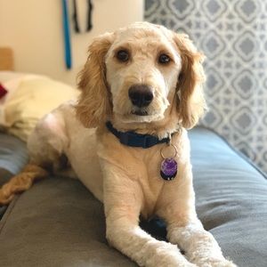 Meet your Posher, Jamie